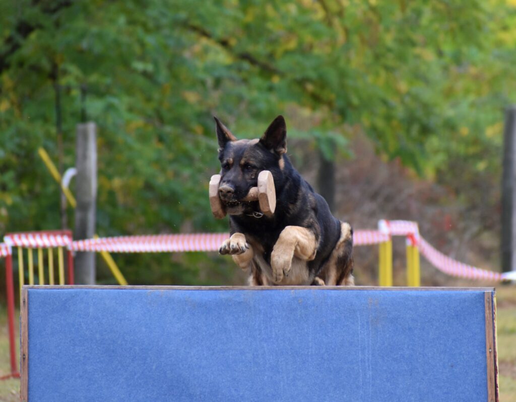 II. Bohémia Barátságos Kupa – 2023. október 21.