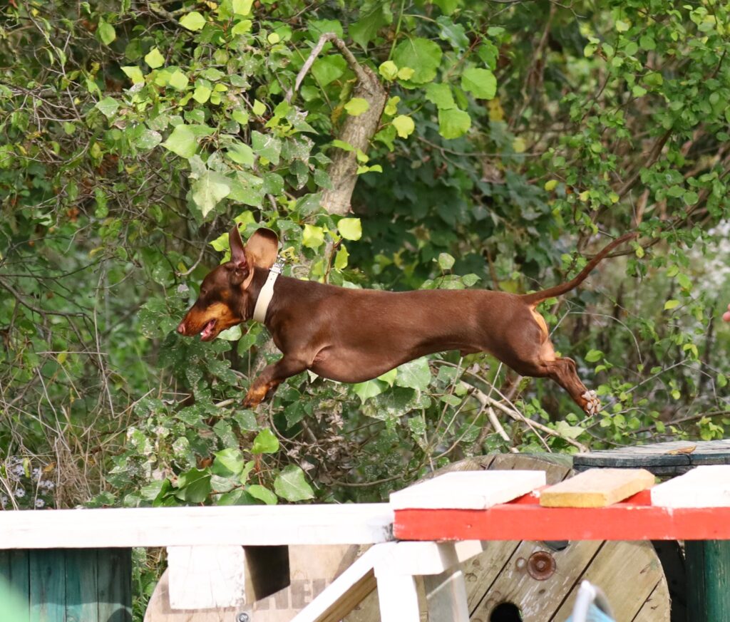 Ügyességi verseny a Bohémia Kutyaiskolával – 2023. szeptember 30.