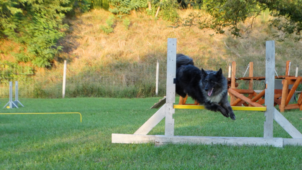 II. Bohémia-Soroksár Akadályverseny