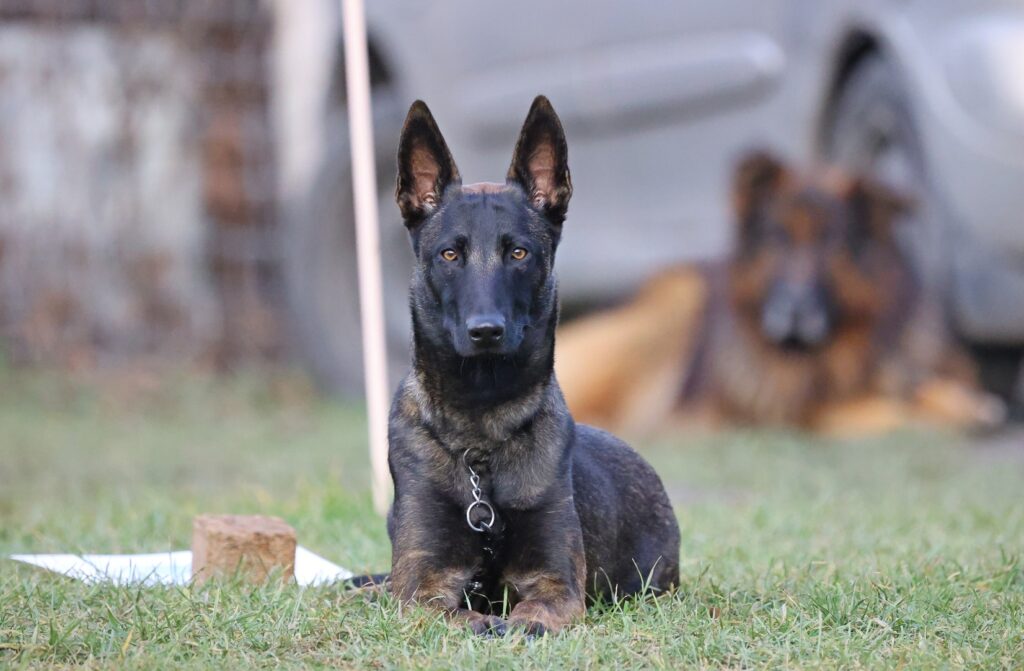 Házi engedelmességi vizsga decemberben