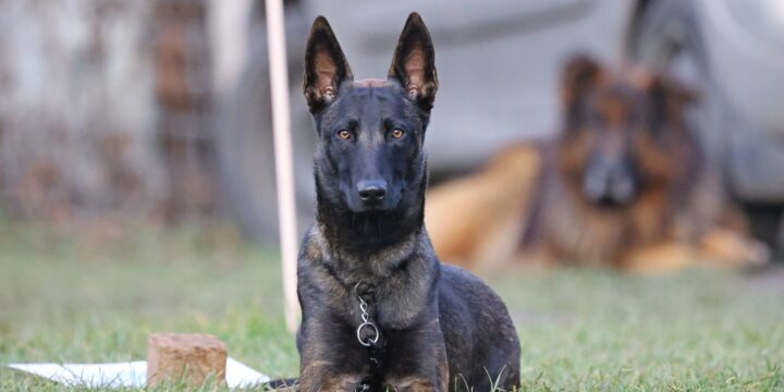 Házi engedelmességi vizsga decemberben