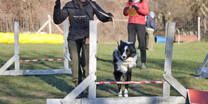 Óévbúcsúztató kutya-gazdi kihívás