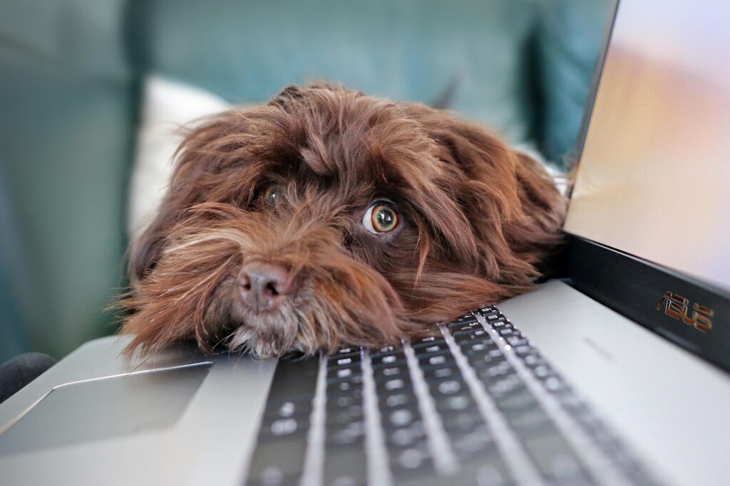 Online jelentkezés bevezetése kutyaiskolánkban